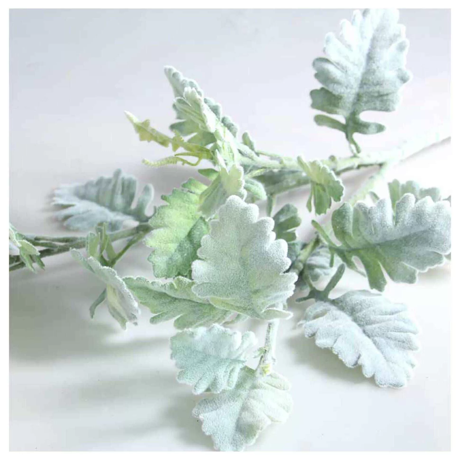 long_stem_dusty_miller_spray_74cm_x_18cm_2.webp Long Stem Dusty Miller Spray 74Cm X 18Cm-Hobbycraft Cheap