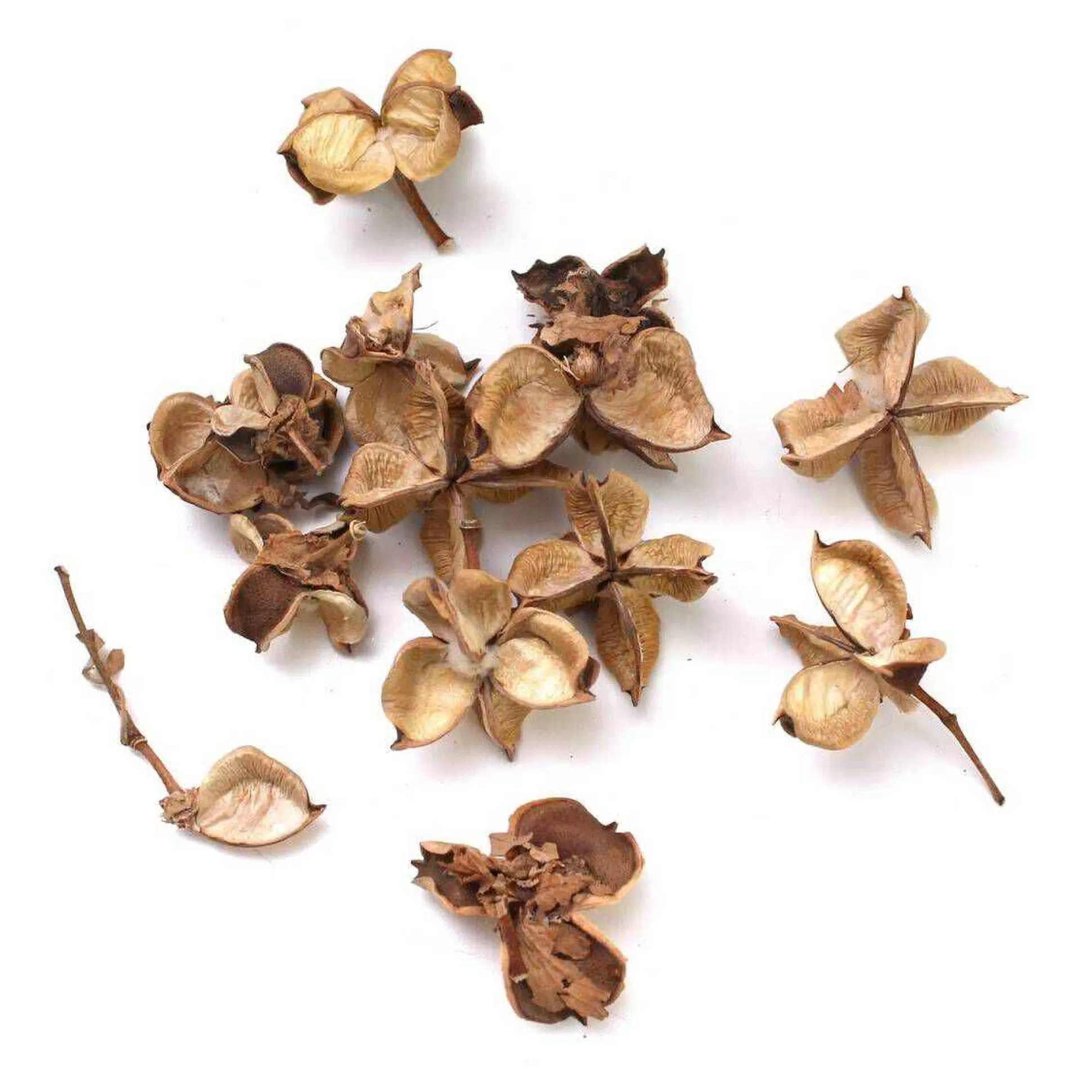 Natural Cotton Pods 40G-Hobbycraft Sale