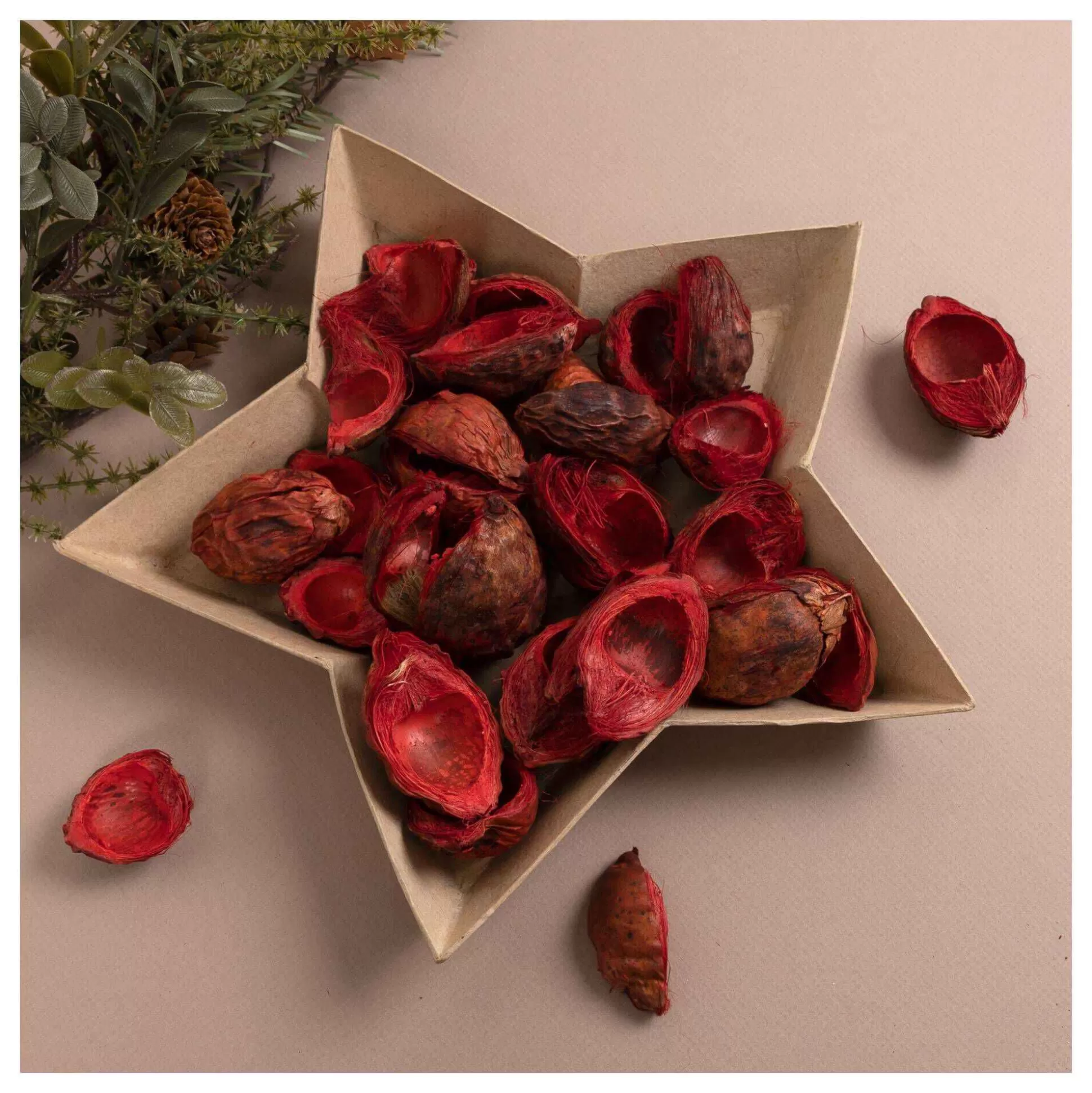red_beetal_pods_80g_2.webp Red Beetal Pods 80G-Hobbycraft Outlet